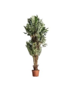 Planta bambú