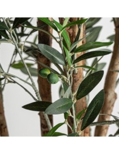 Planta olivo 2
