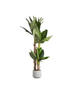 Planta platanero 2