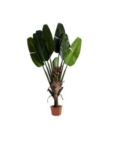Planta paradise
