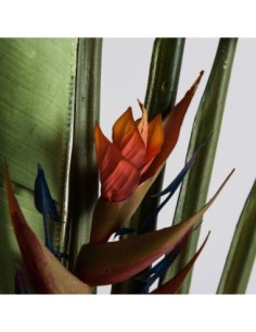 Planta paradise 2
