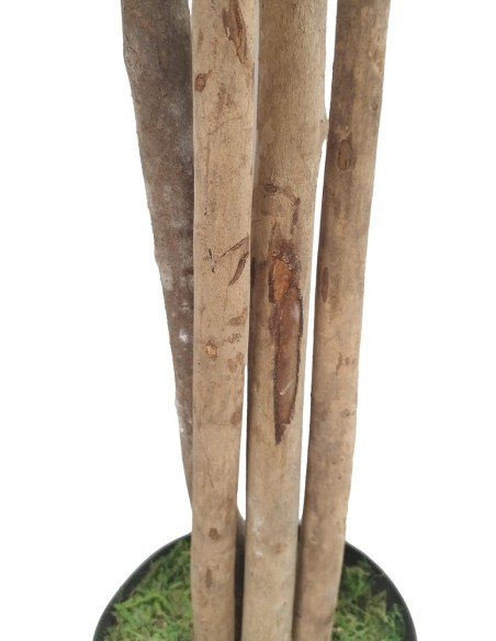 Árbol Pittosporum con Tronco Natural 180 cm – Planta Decorativa Sinder