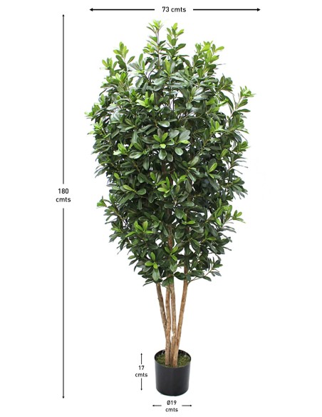 Árbol Pittosporum con Tronco Natural 180 cm – Planta Decorativa Sinder