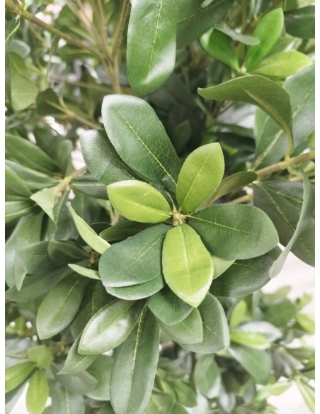 Árbol Pittosporum con Tronco Natural 180 cm – Planta Decorativa Sinder