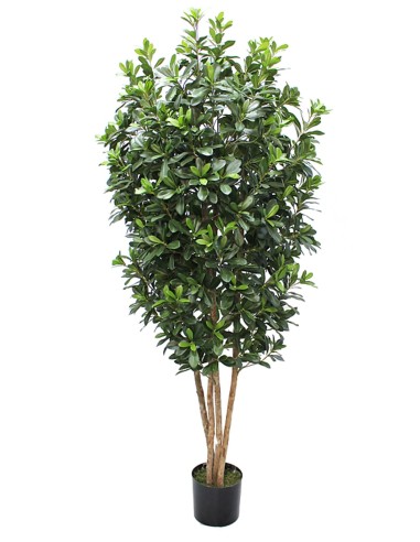 Árbol Pittosporum con Tronco Natural 180 cm –...