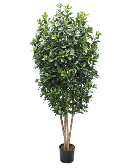 Árbol Pittosporum con Tronco Natural 180 cm – Planta Decorativa Sinder