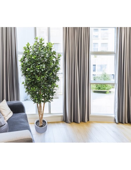 Árbol Pittosporum con Tronco Natural 180 cm – Planta Decorativa Sinder