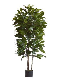 Árbol Níspero Japonés Tronco Natural 170 cm – Planta... 2