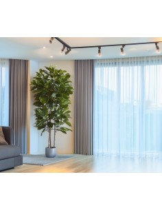 Árbol Níspero Japonés Tronco Natural 170 cm – Planta...