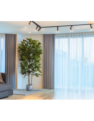 Árbol Níspero Japonés Tronco Natural 170 cm –...