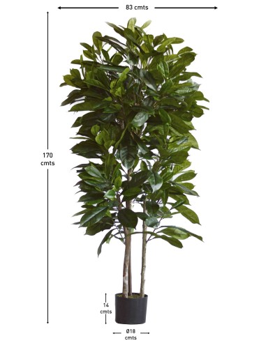 Árbol Níspero Japonés Tronco Natural 170 cm –...