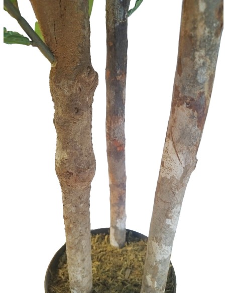 Árbol Níspero Japonés Tronco Natural 170 cm – Planta Decorativa Realista Sinder