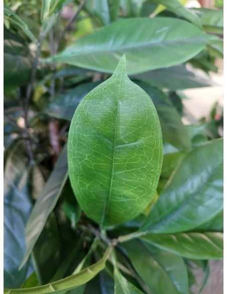 Árbol Níspero Japonés Tronco Natural 170 cm – Planta Decorativa Realista Sinder