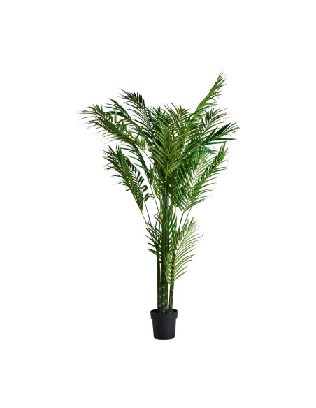 Planta palmera