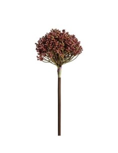 Planta allium