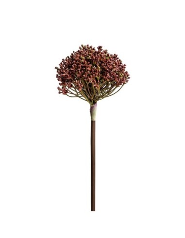 Planta allium