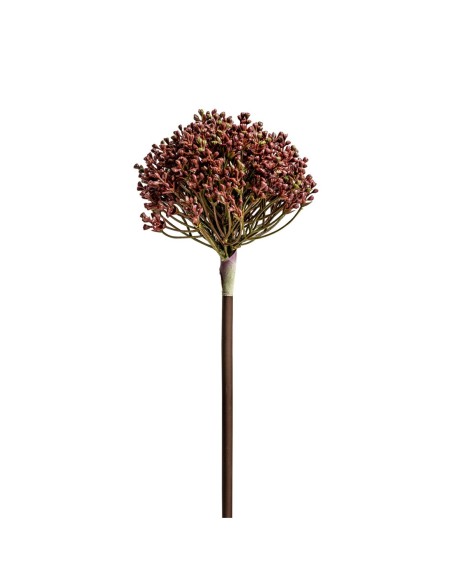 Planta allium