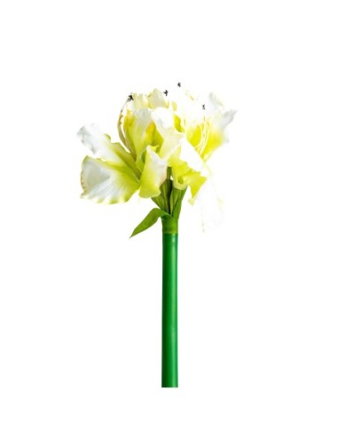Flor amaryllis