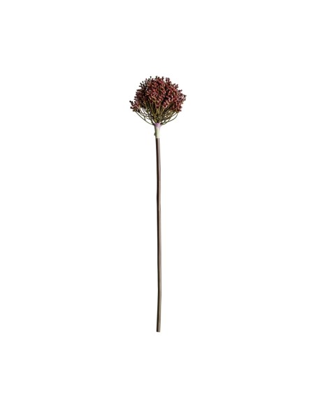 Planta allium