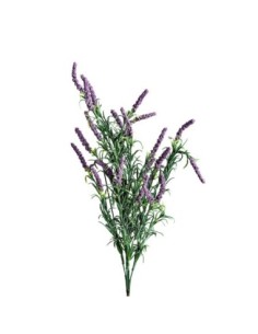 Flor lavanda