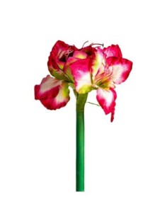 Flor amaryllis