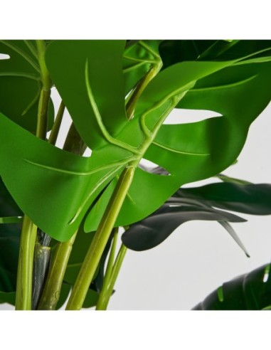 Planta monstera