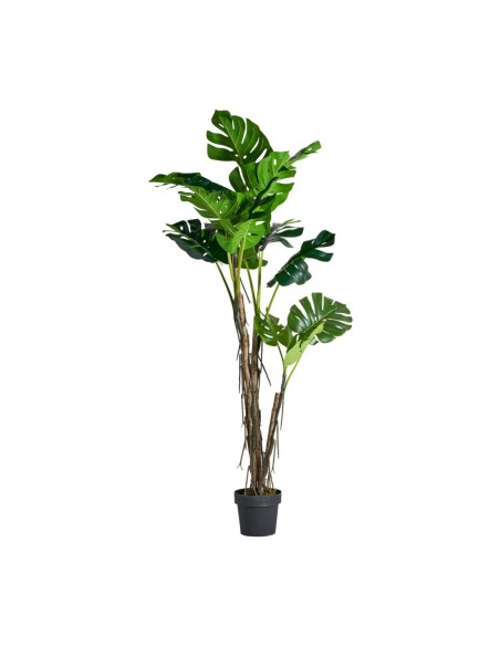 Planta monstera