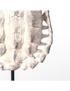 Escultura caparazón tortuga 2