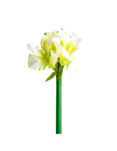Flor amaryllis