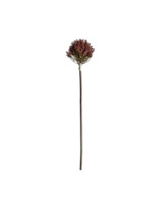 Planta allium 2