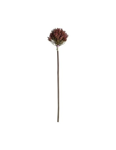Planta allium