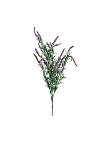 Flor lavanda