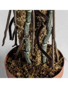 Planta split philo 2