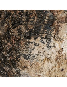 Figura Decorativa Nórdica Vical Home en Concha y Hierro... 2