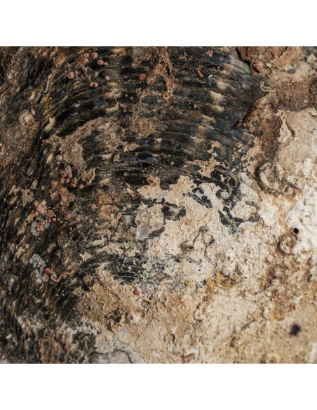 Figura Decorativa Nórdica Vical Home en Concha y Hierro Negro