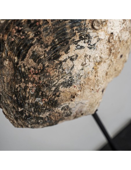 Figura Decorativa Nórdica Vical Home en Concha y Hierro Negro