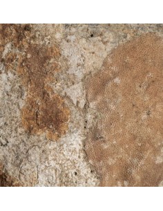 Figura Decorativa Nórdica Vical Home en Concha Natural y... 2