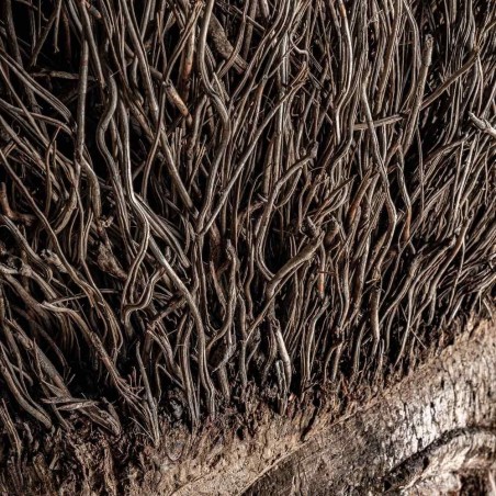 Busto Epi Vical Home en Madera de Palma Marrón Envejecida 170 cm