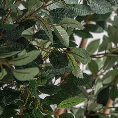 Planta Ficus Contemporáneo Vical Home en...