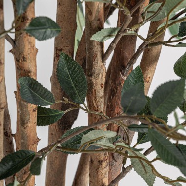 Planta Ficus Contemporáneo Vical Home en...