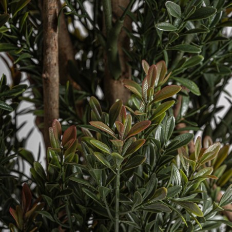 Planta Boj Clásico Vical Home en Polietileno 165 cm