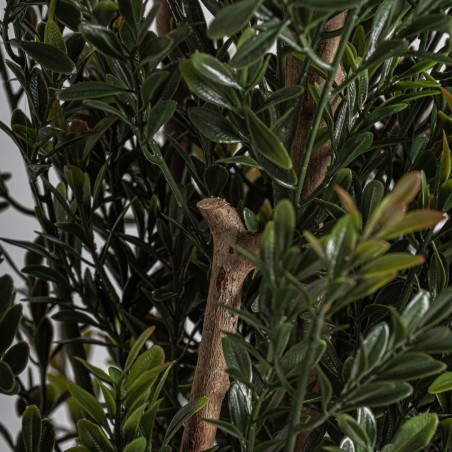 Planta Boj Clásico Vical Home en Polietileno 165 cm