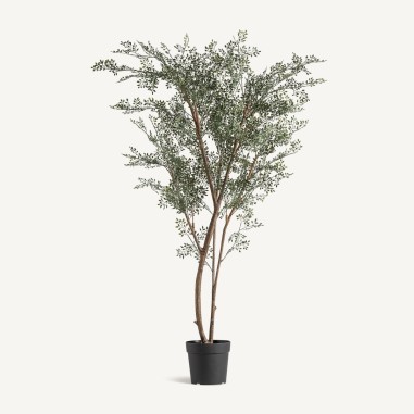 Planta Eucaliptus Clásico Vical Home en...