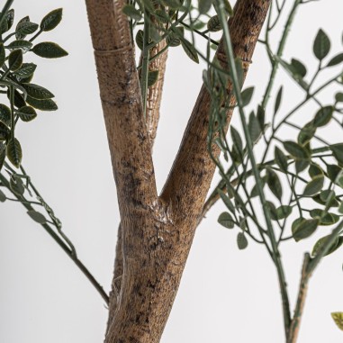 Planta Eucaliptus Clásico Vical Home en...