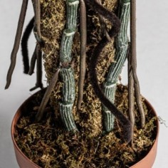 Planta split philo 2