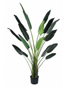 STRELITZIA 310CM