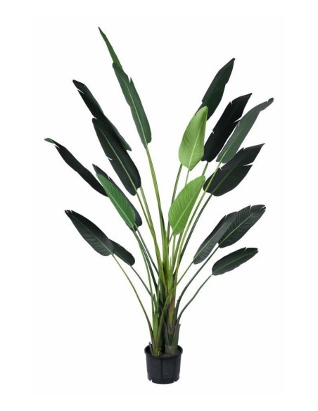 STRELITZIA 310CM