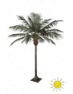PALMERA PHOENIX 270CM EXTERIOR